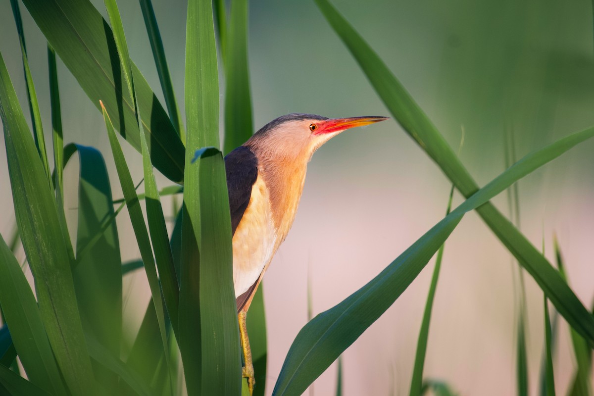 Little Bittern - ML619519166