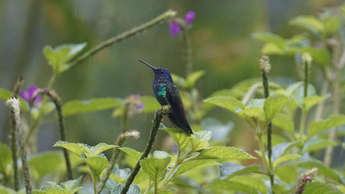 Golden-tailed Sapphire - Paul Gössinger