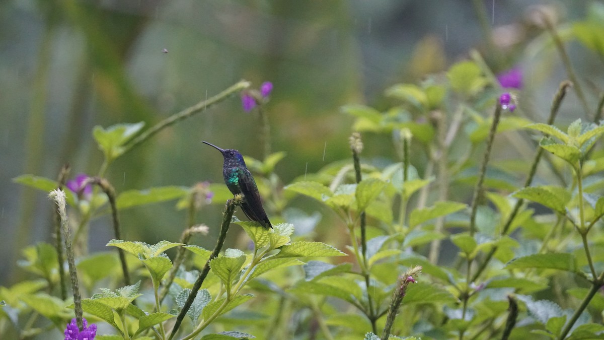 Golden-tailed Sapphire - Paul Gössinger