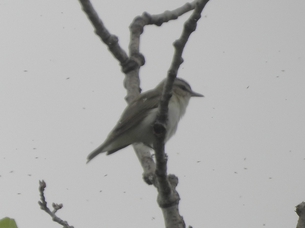 Red-eyed Vireo - Anonymous