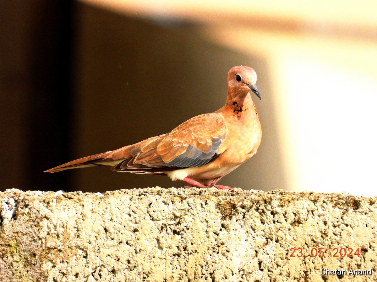 Laughing Dove - Chetan Anand