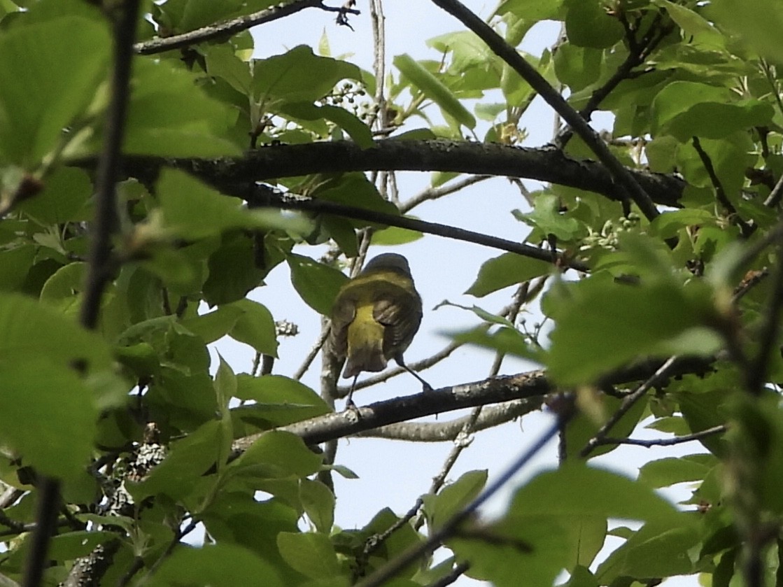 Tennessee Warbler - Anonymous