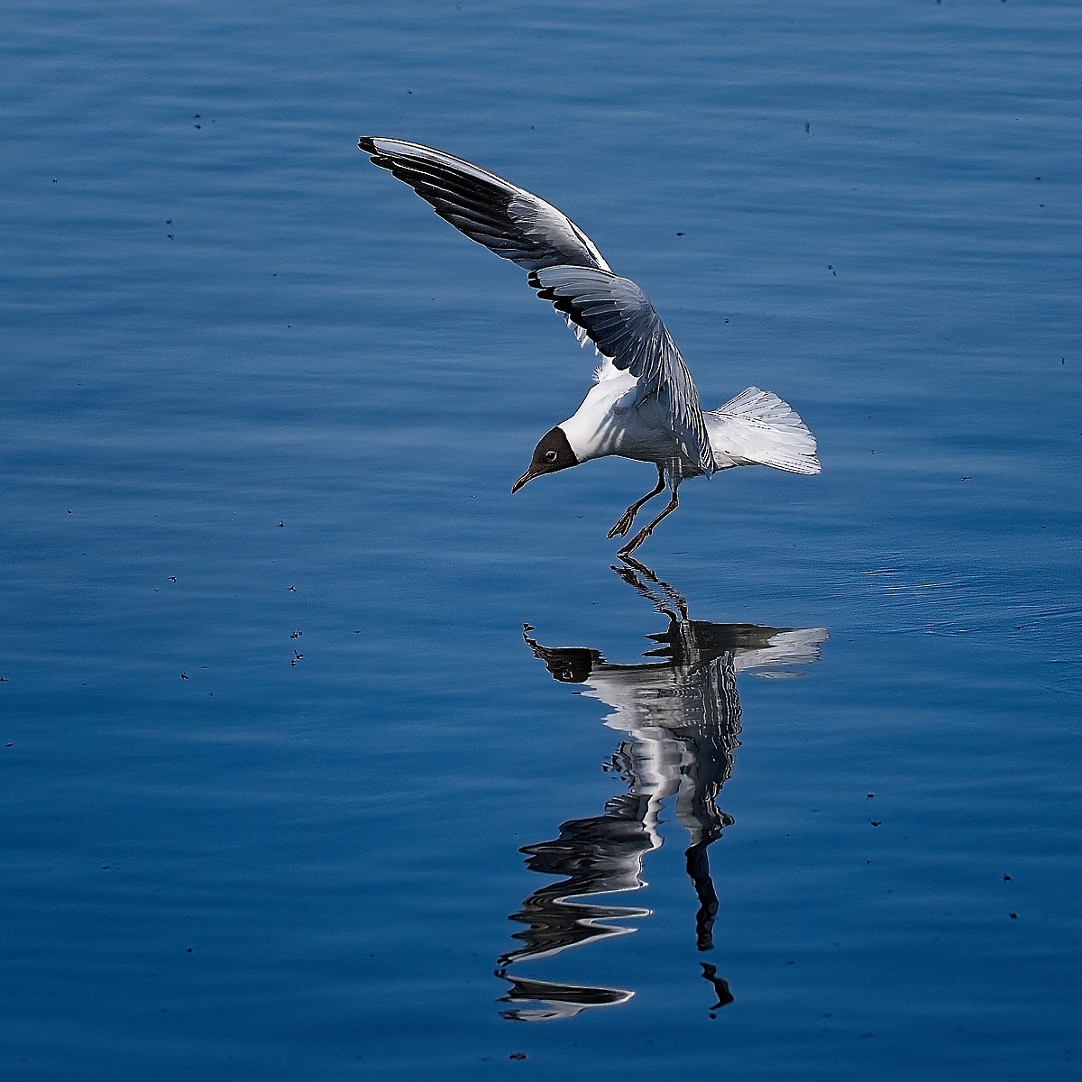 Black-headed Gull - Douglas Carr