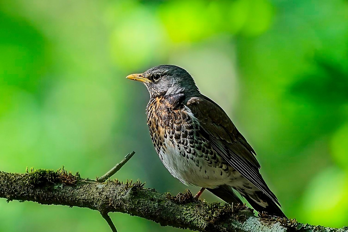 Fieldfare - Douglas Carr