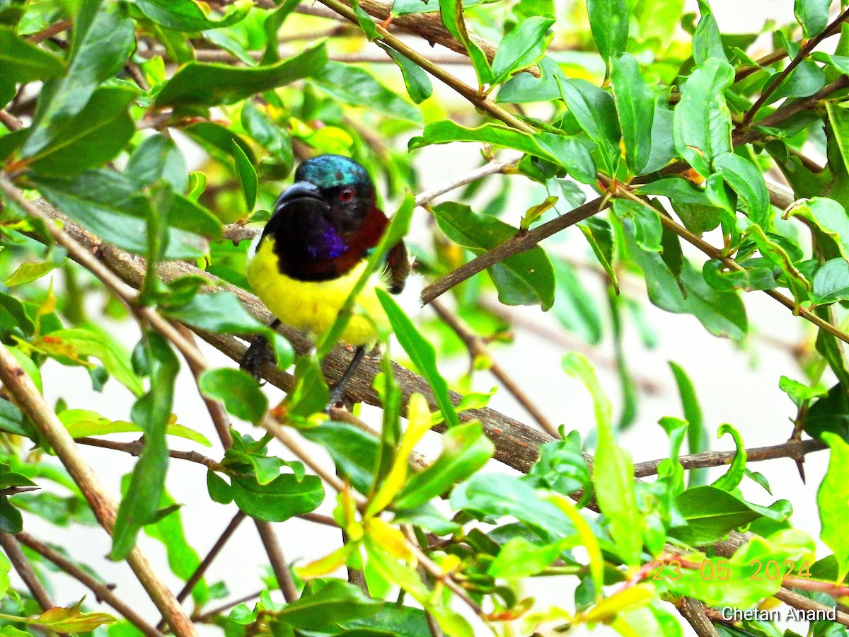 Purple-rumped Sunbird - Chetan Anand