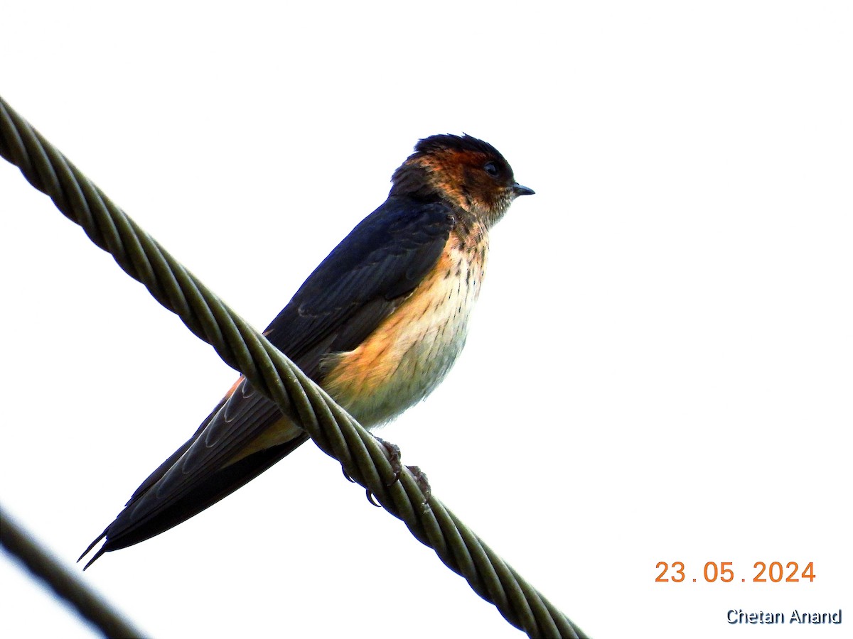 Red-rumped Swallow - Chetan Anand