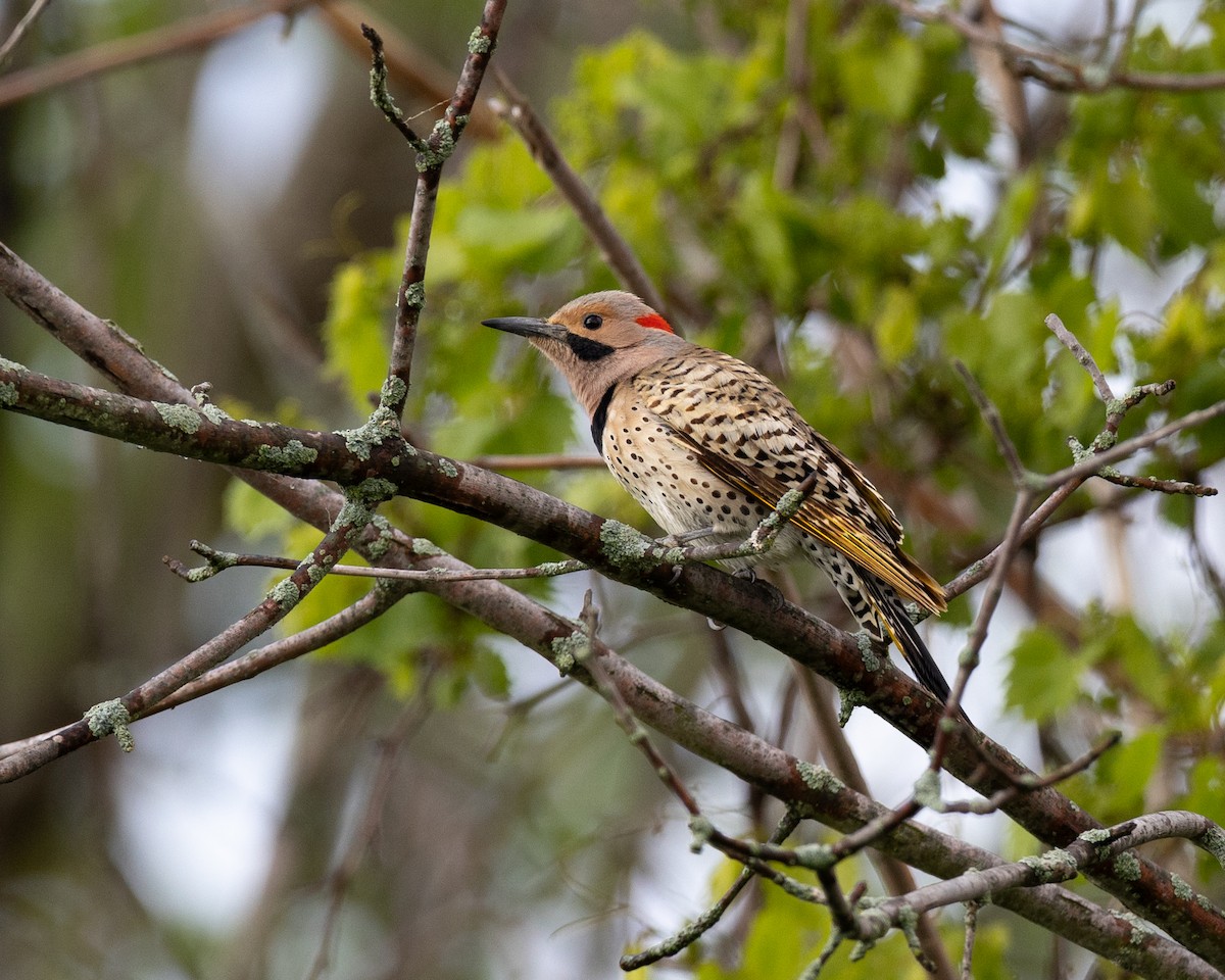 Northern Flicker - Varun Sharma