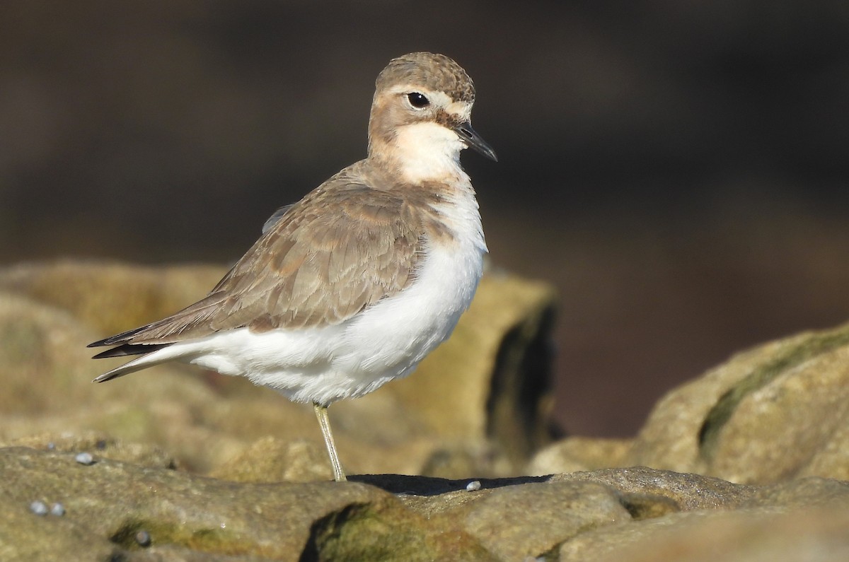 Double-banded Plover - ML619519207