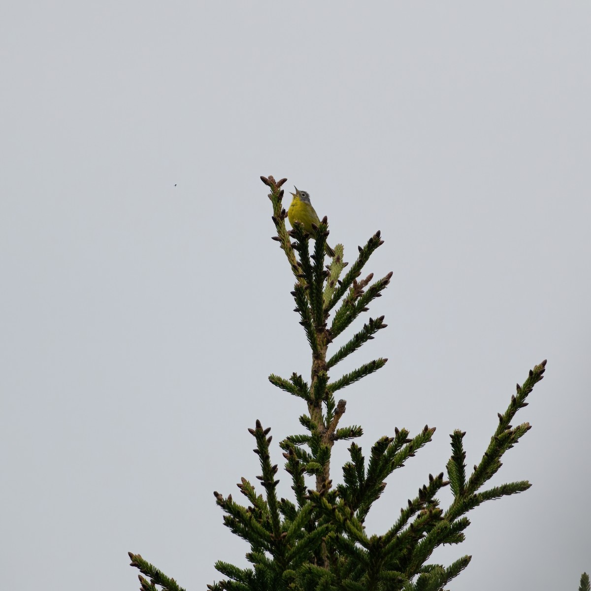 Nashville Warbler - Christine Pelletier et (Claude St-Pierre , photos)