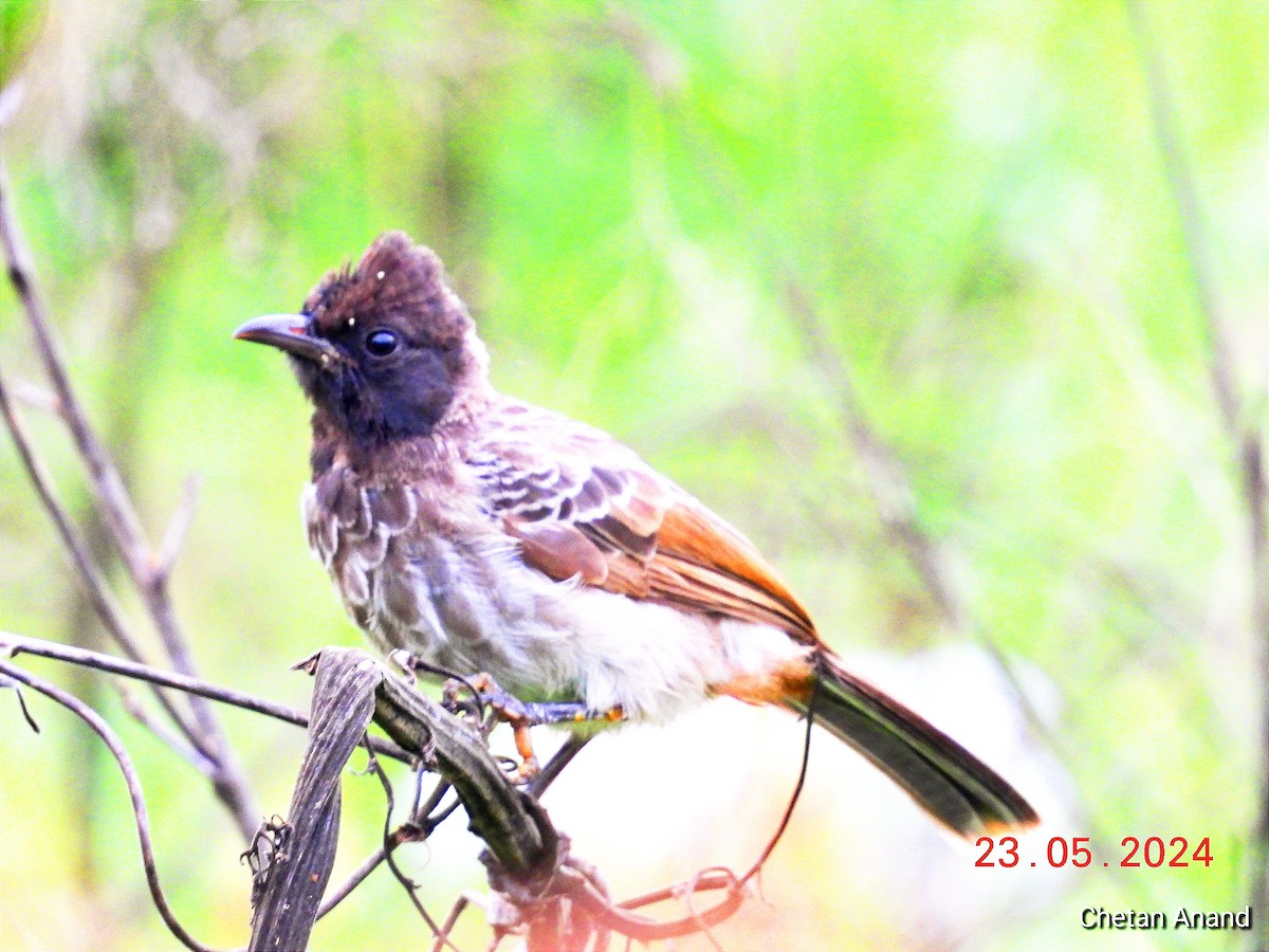 Red-vented Bulbul - Chetan Anand