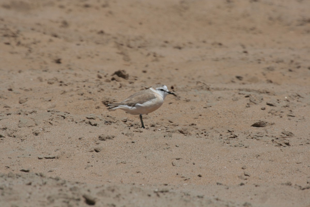 White-fronted Plover - Guy RUFRAY