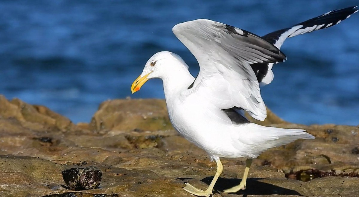 Kelp Gull - Thalia and Darren Broughton