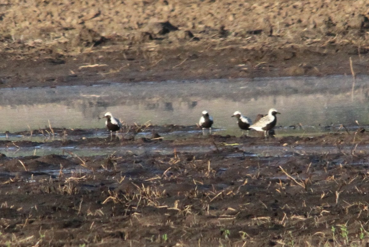 Black-bellied Plover - Sandy Pankratz