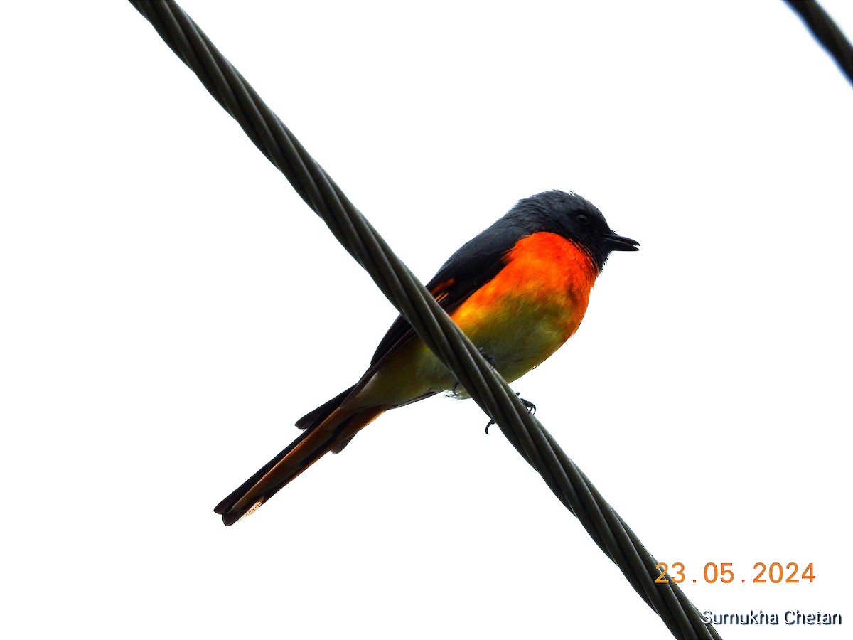 Small Minivet - Chetan Anand