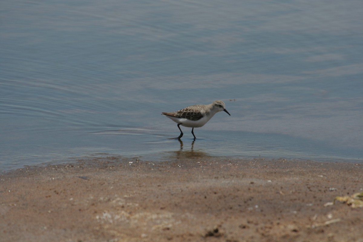 Sanderling - Guy RUFRAY