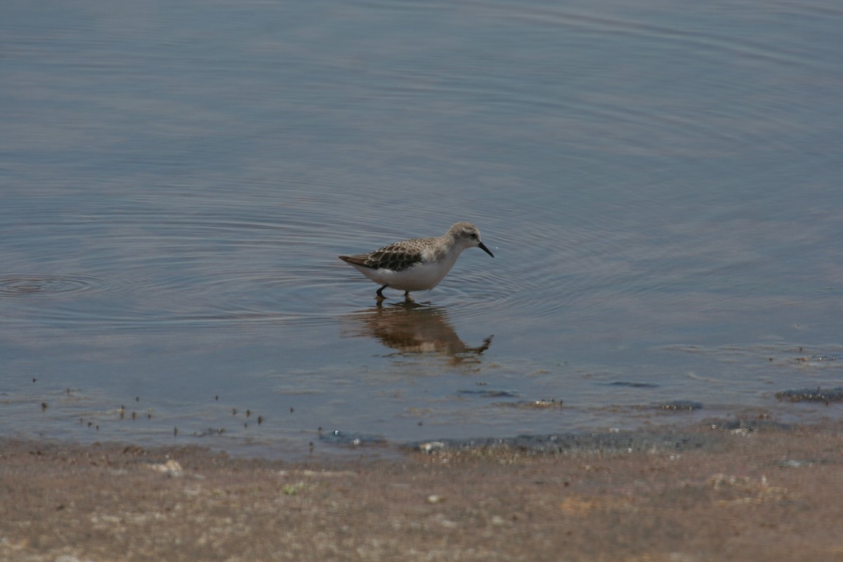 Sanderling - Guy RUFRAY