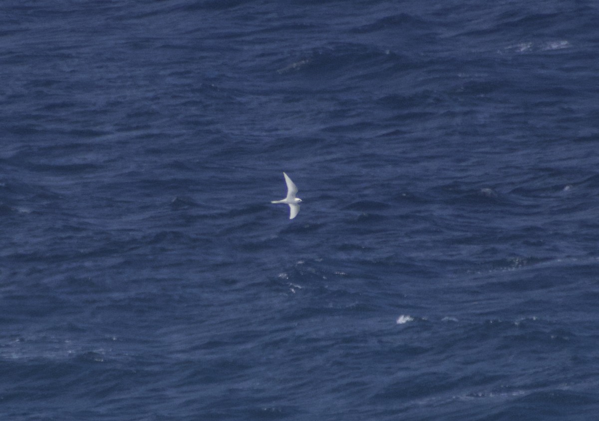 White Tern - Keane Sammon