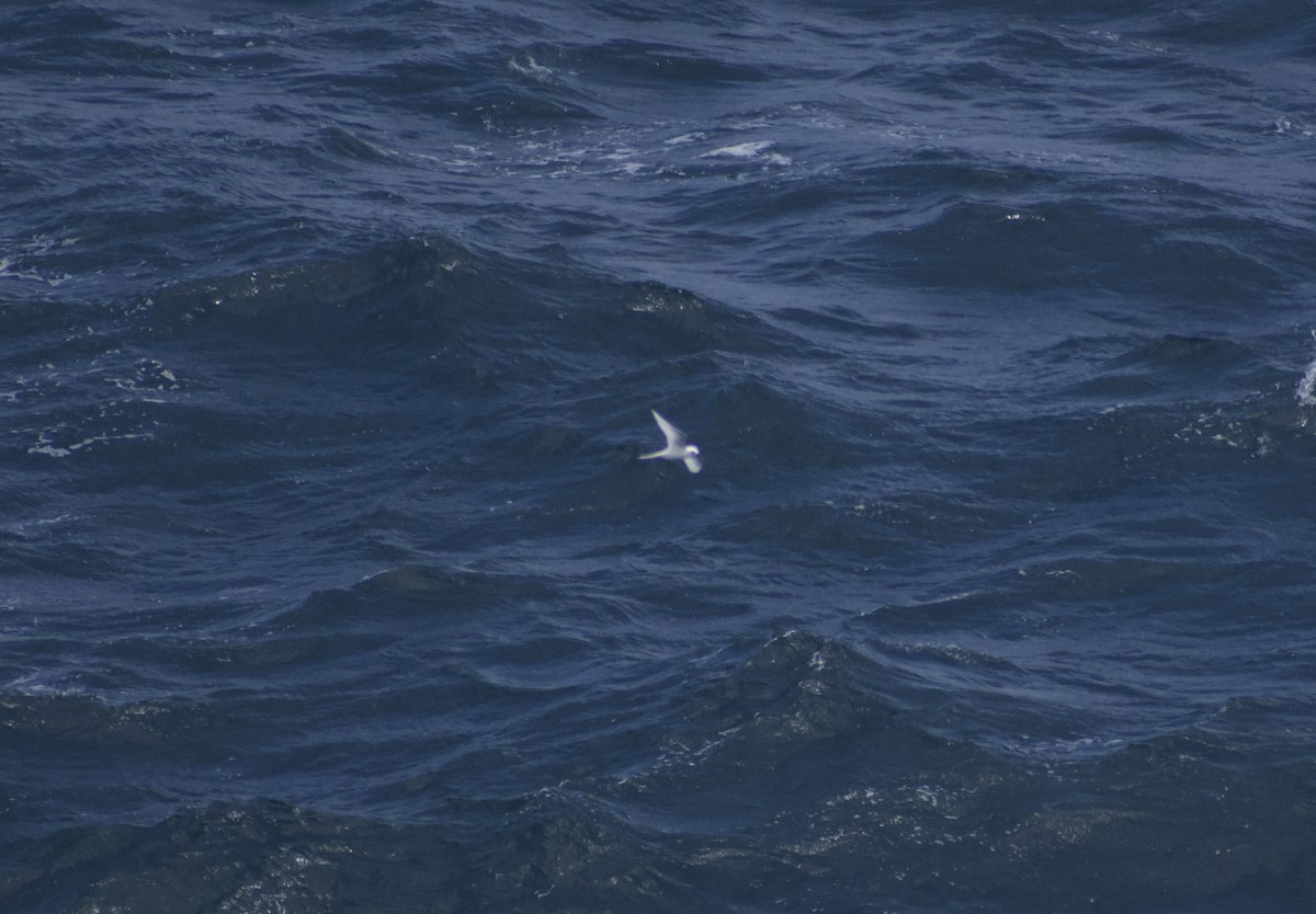 White Tern - Keane Sammon