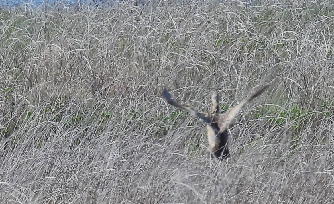 American Bittern - Joanne Muis Redwood