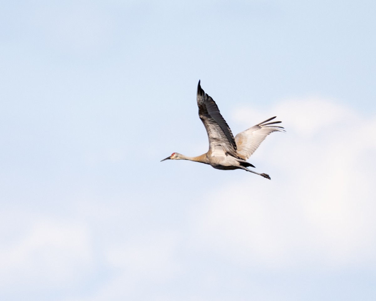 Sandhill Crane - Varun Sharma