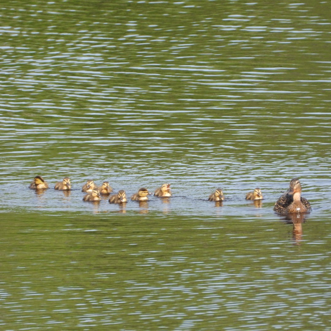 Mallard - Manon Guglia