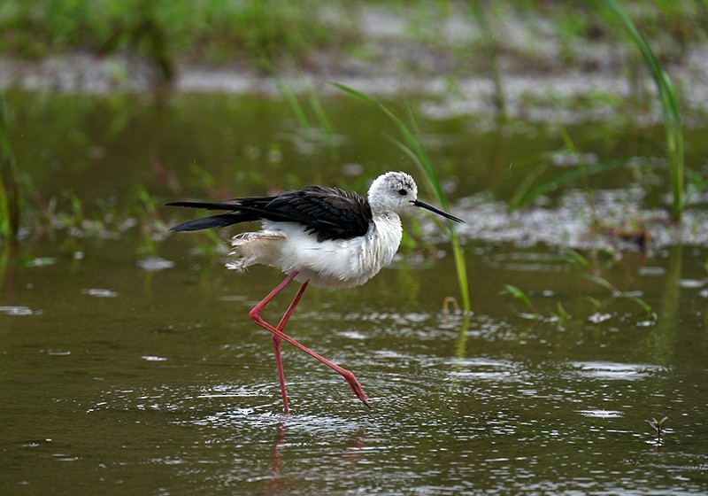 Black-winged Stilt - Bushana Kalhara