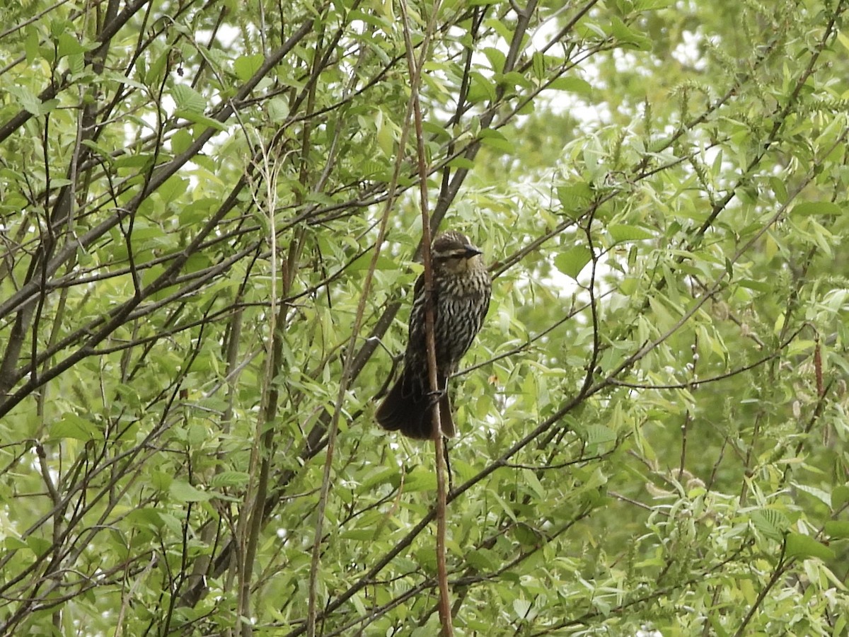 Red-winged Blackbird - Anonymous