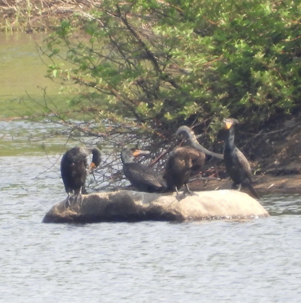 Double-crested Cormorant - Manon Guglia