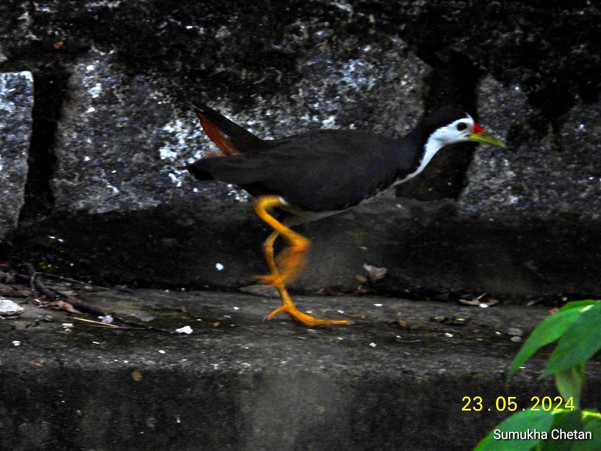 White-breasted Waterhen - Chetan Anand