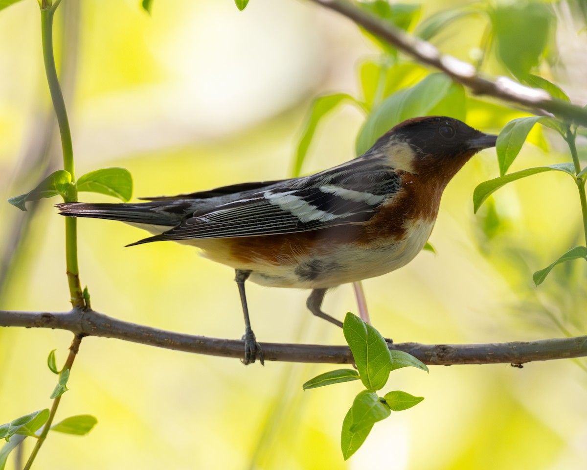 Bay-breasted Warbler - Varun Sharma