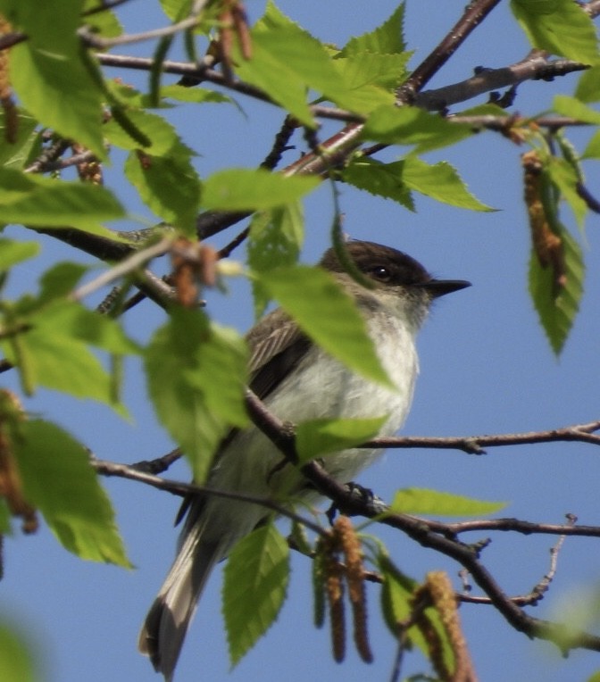 Eastern Phoebe - Manon Guglia