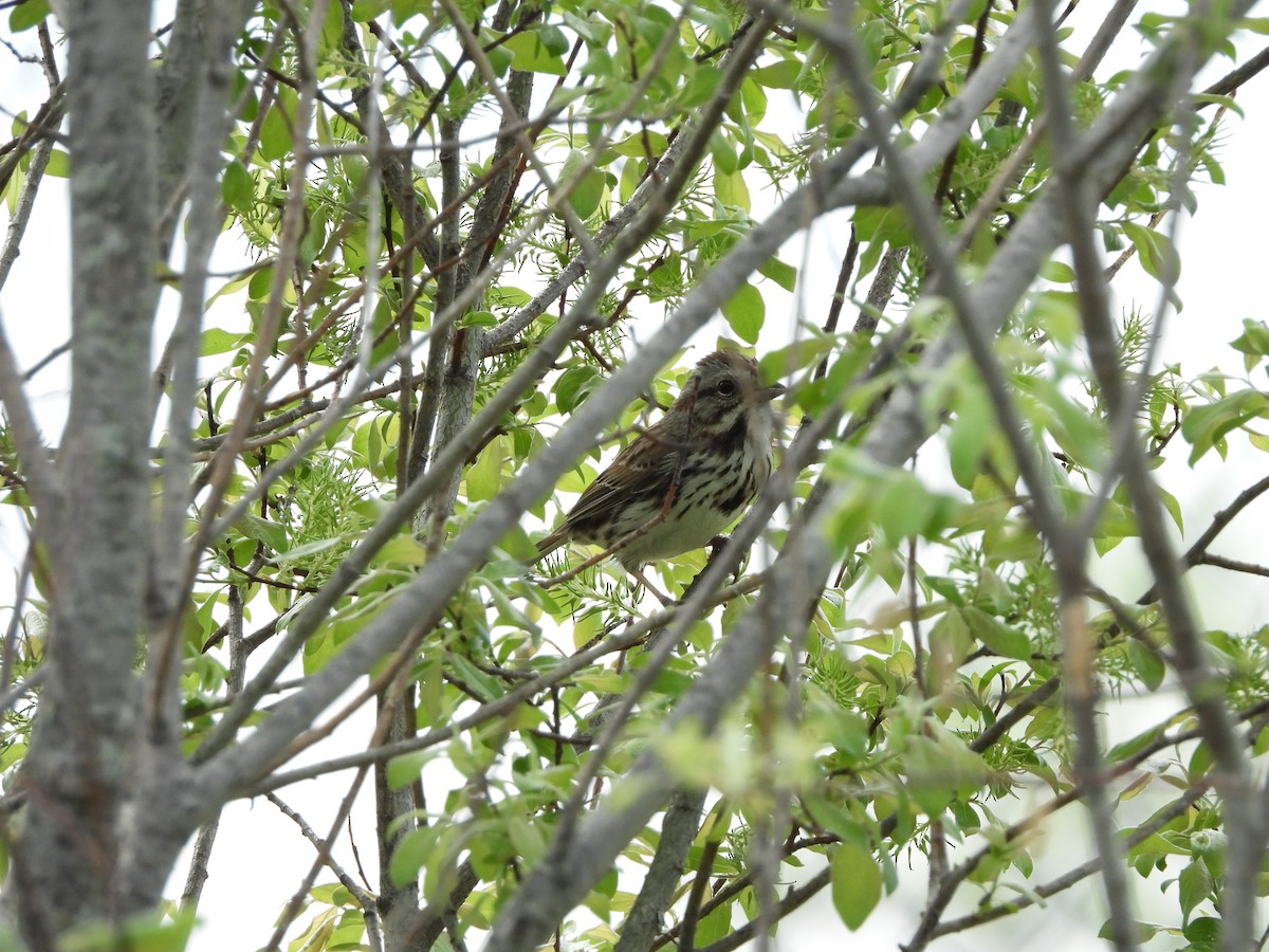 Song Sparrow - Anonymous