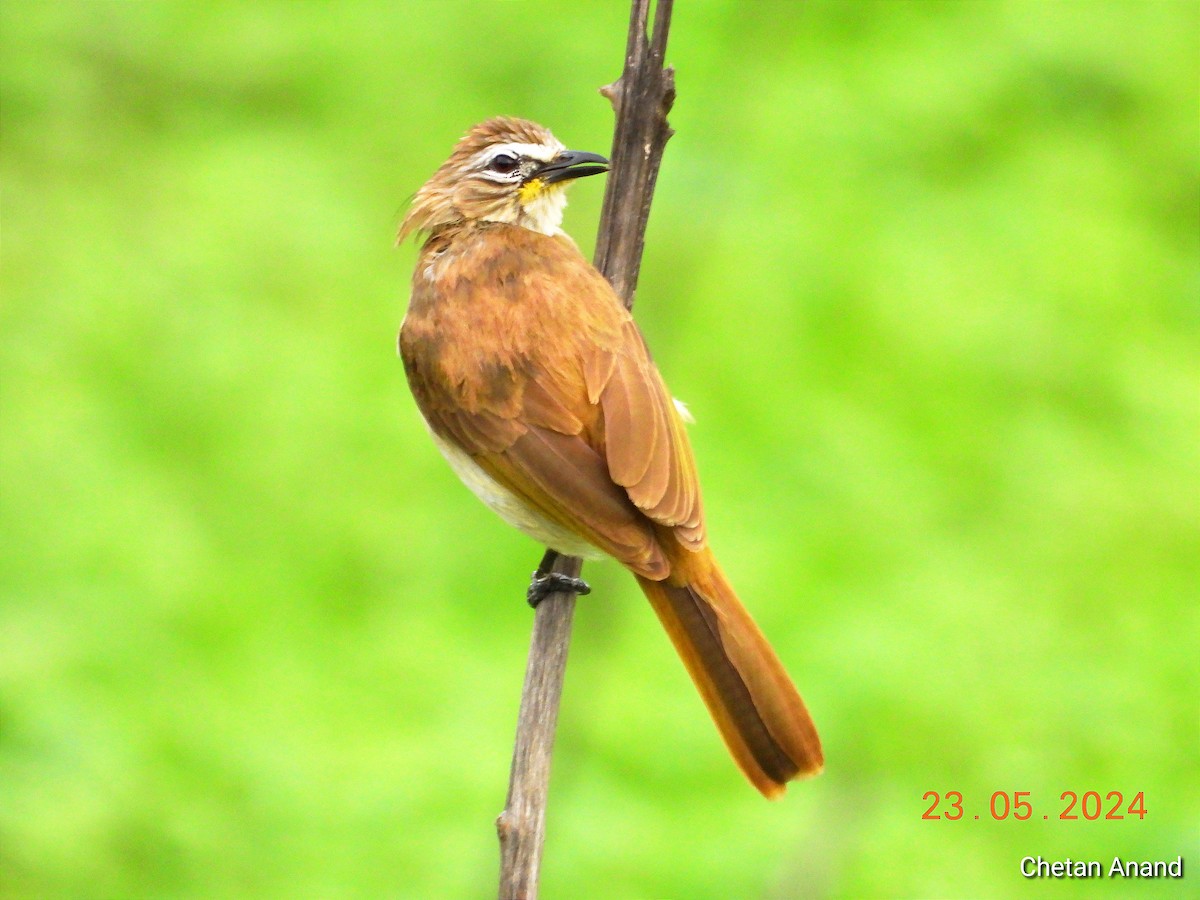 White-browed Bulbul - Chetan Anand