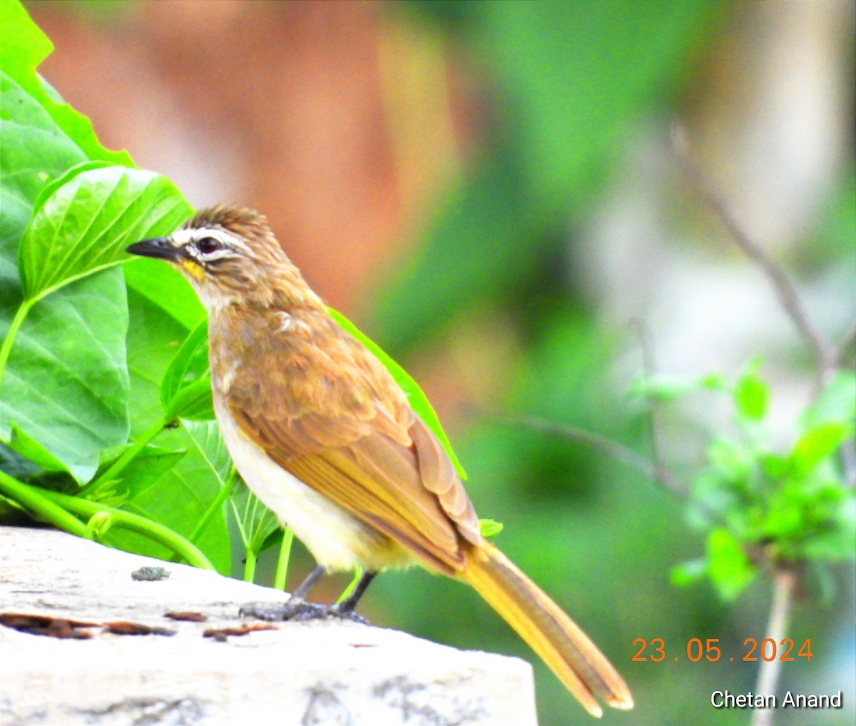 White-browed Bulbul - Chetan Anand