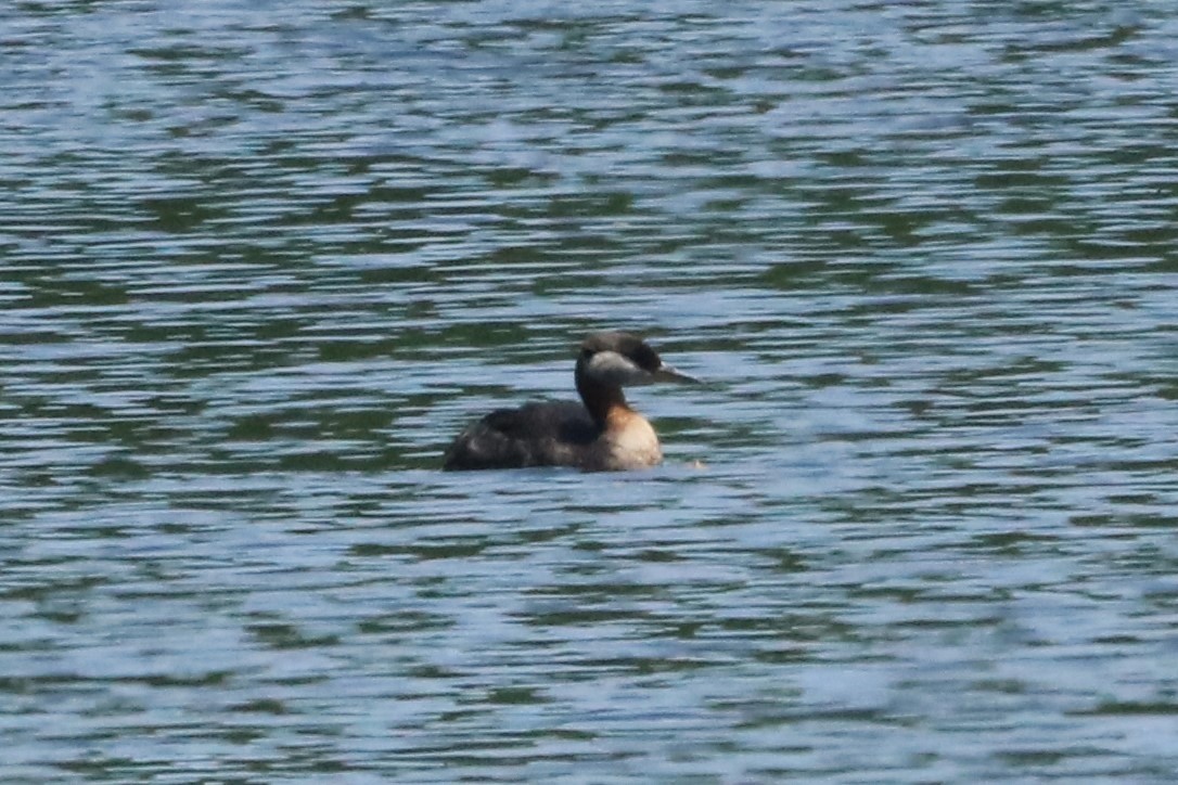 Red-necked Grebe - Steve Myers