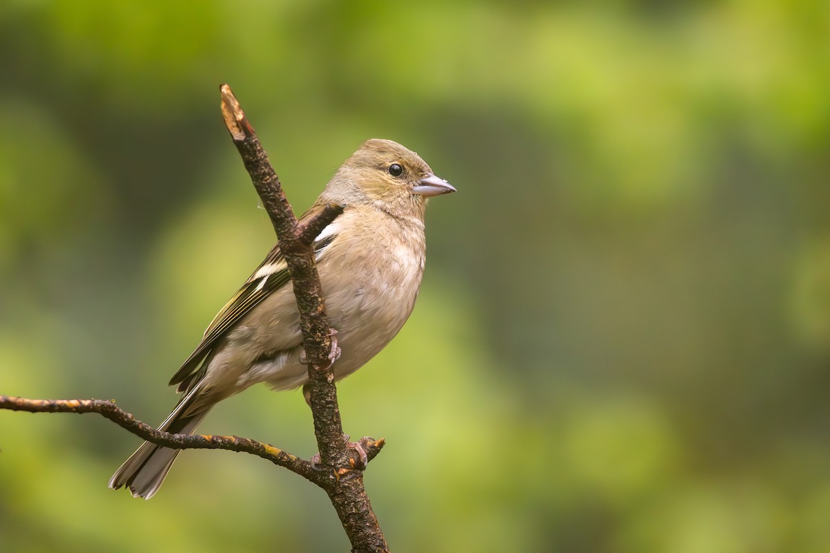 Common Chaffinch - Carolien Hoek