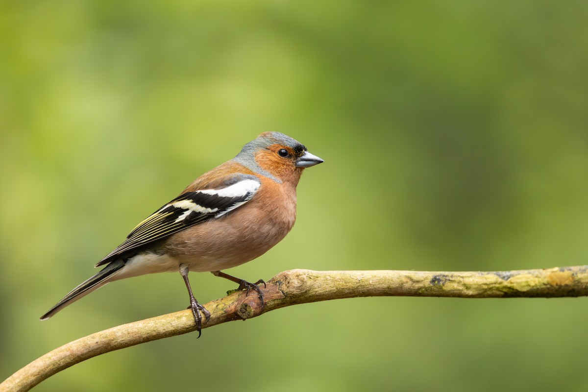 Common Chaffinch - Carolien Hoek