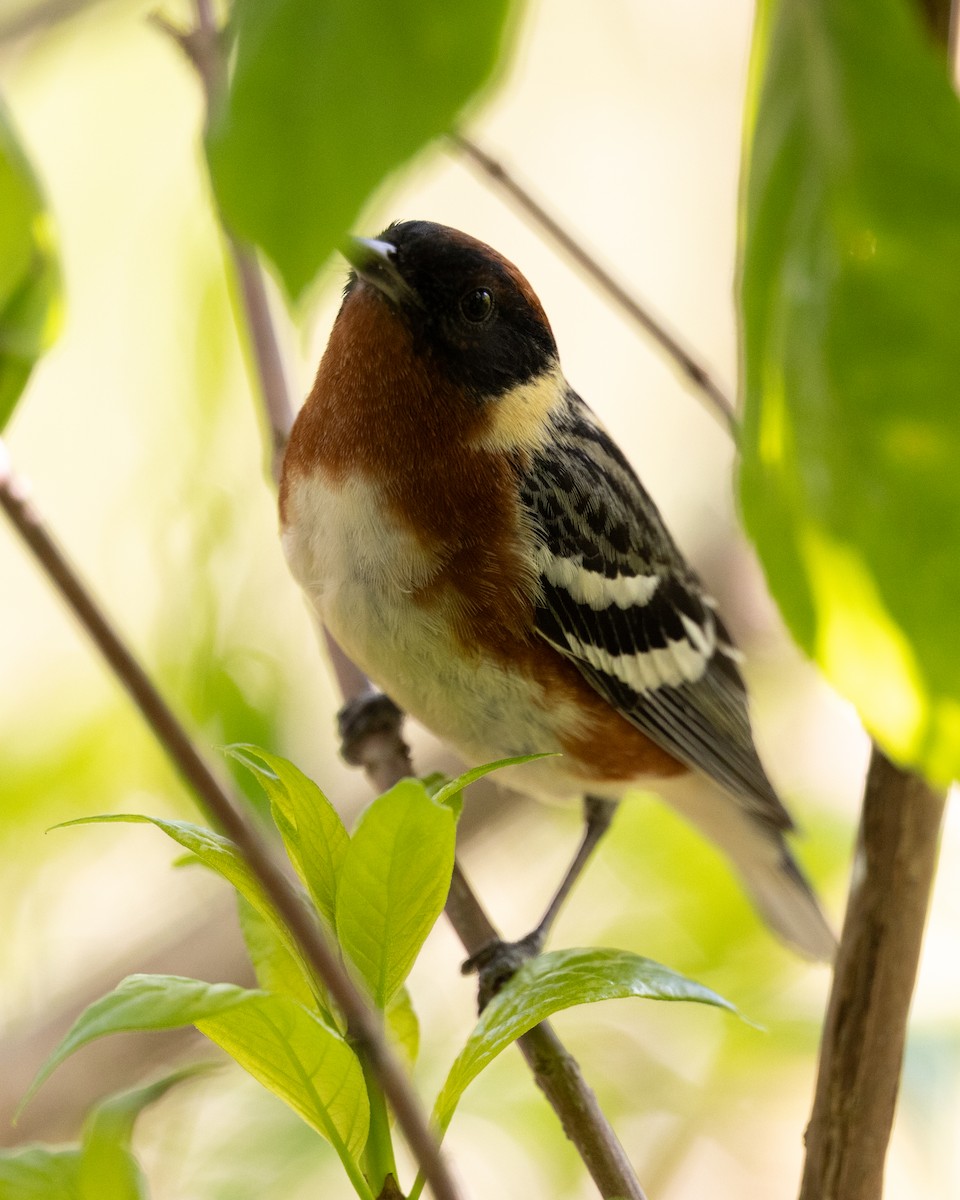 Bay-breasted Warbler - Varun Sharma