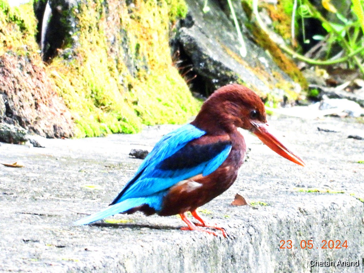 White-throated Kingfisher - Chetan Anand