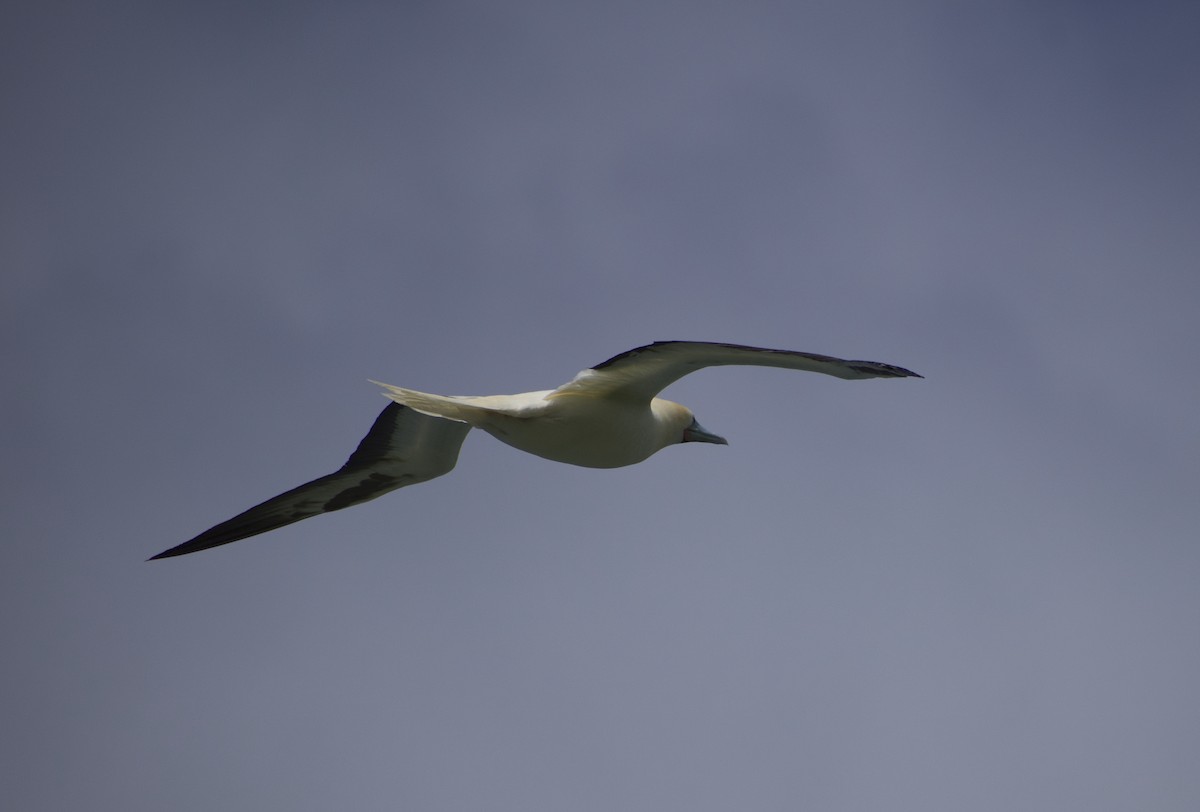 Red-footed Booby - Keane Sammon