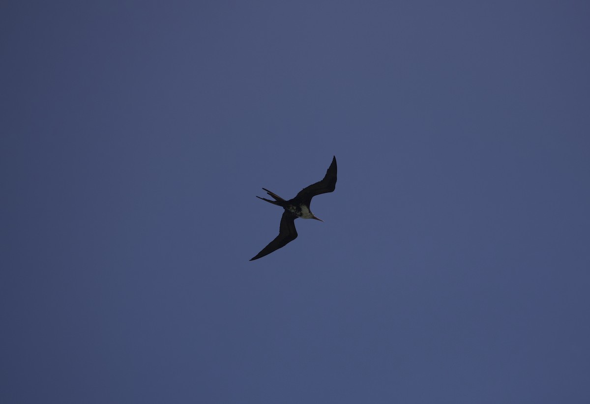 Great Frigatebird - Keane Sammon