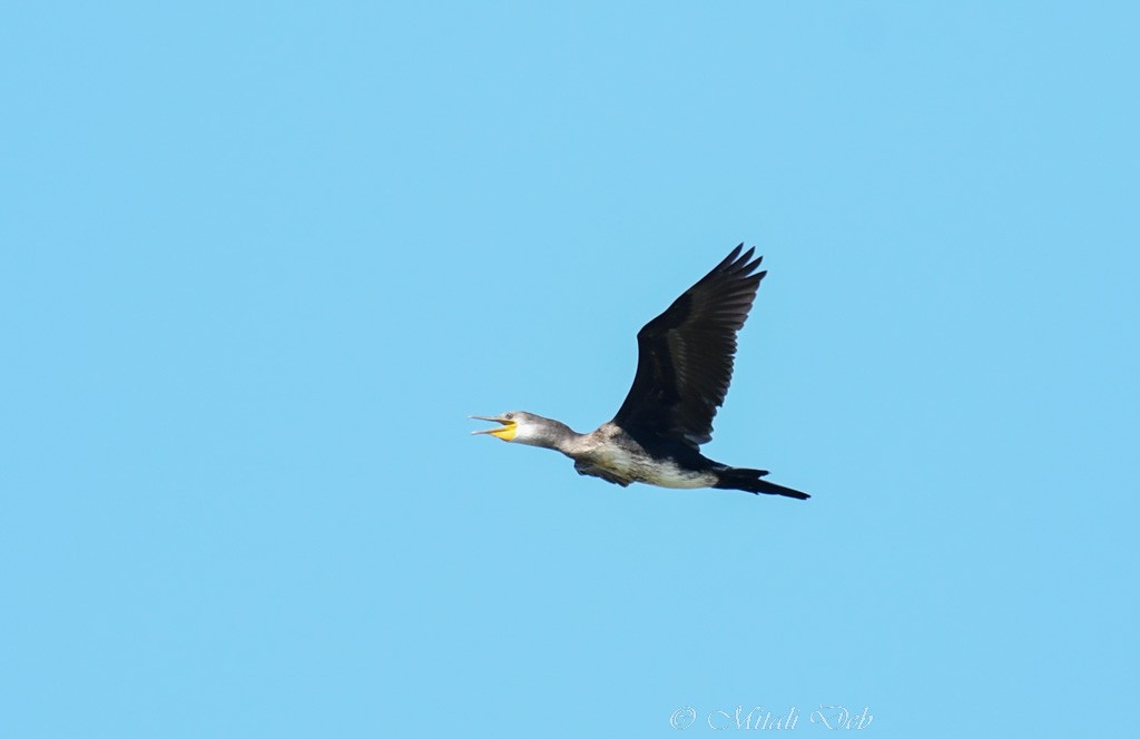 Great Cormorant - Mitali Deb