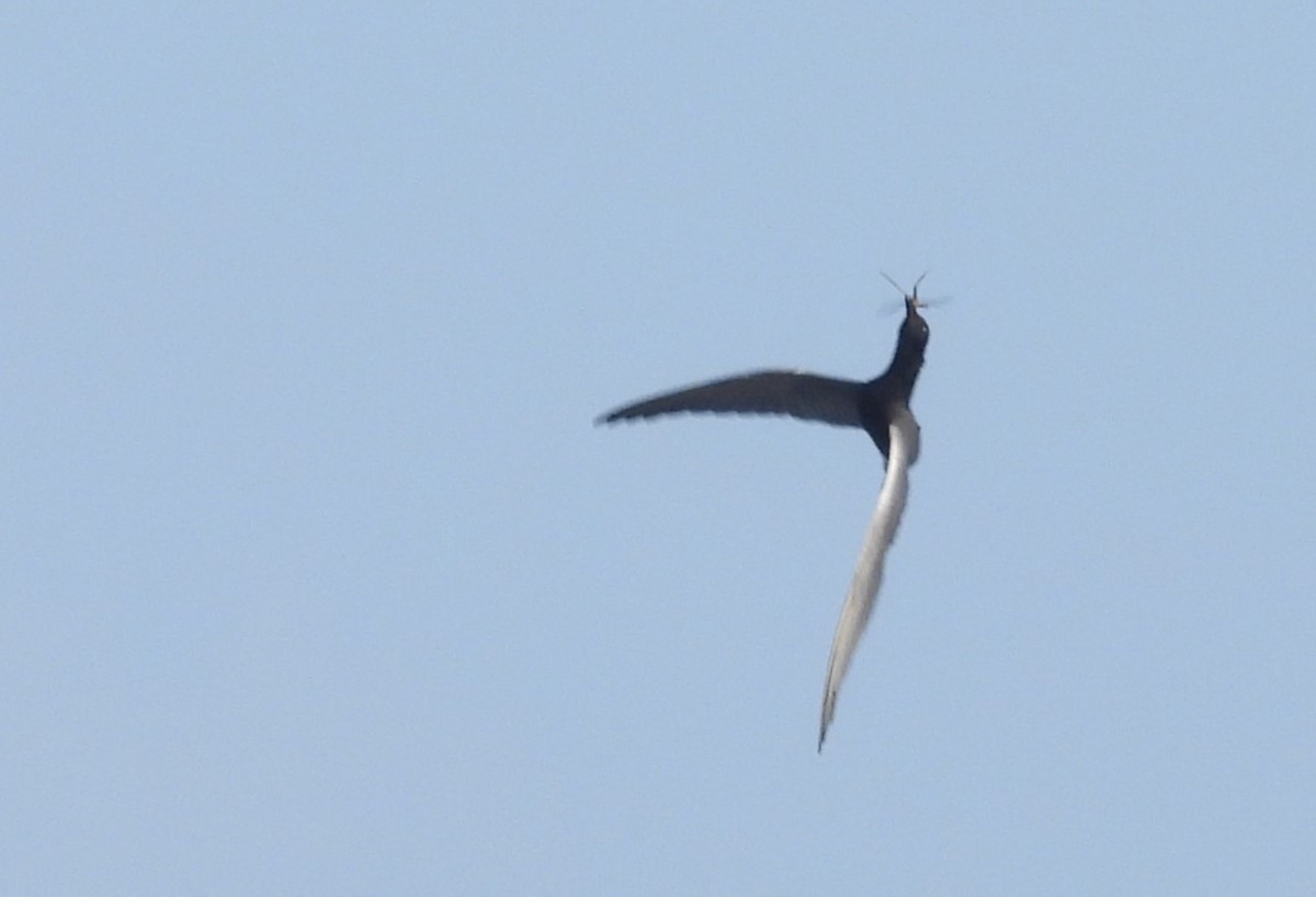 Black Tern - Joanne Muis Redwood
