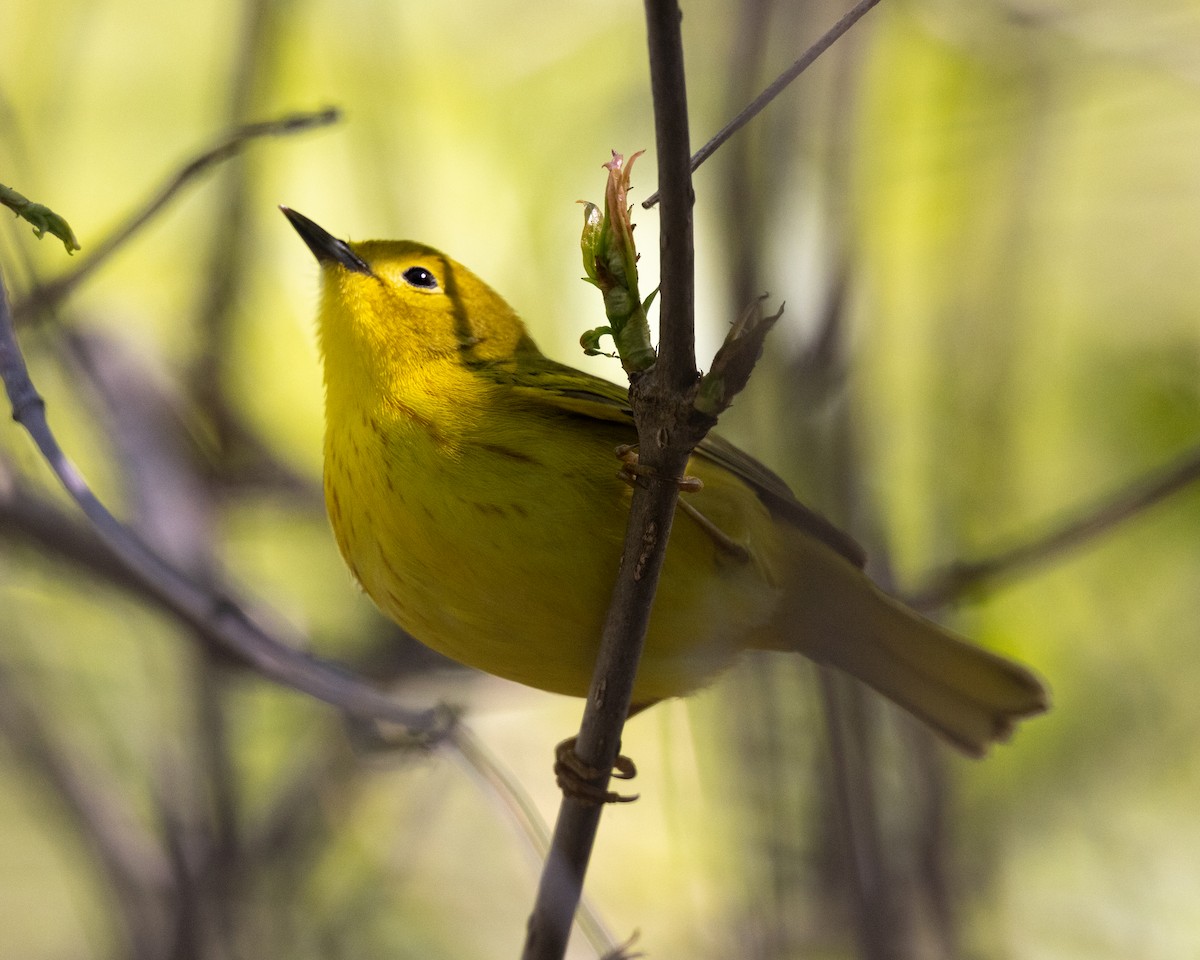 Yellow Warbler - Varun Sharma