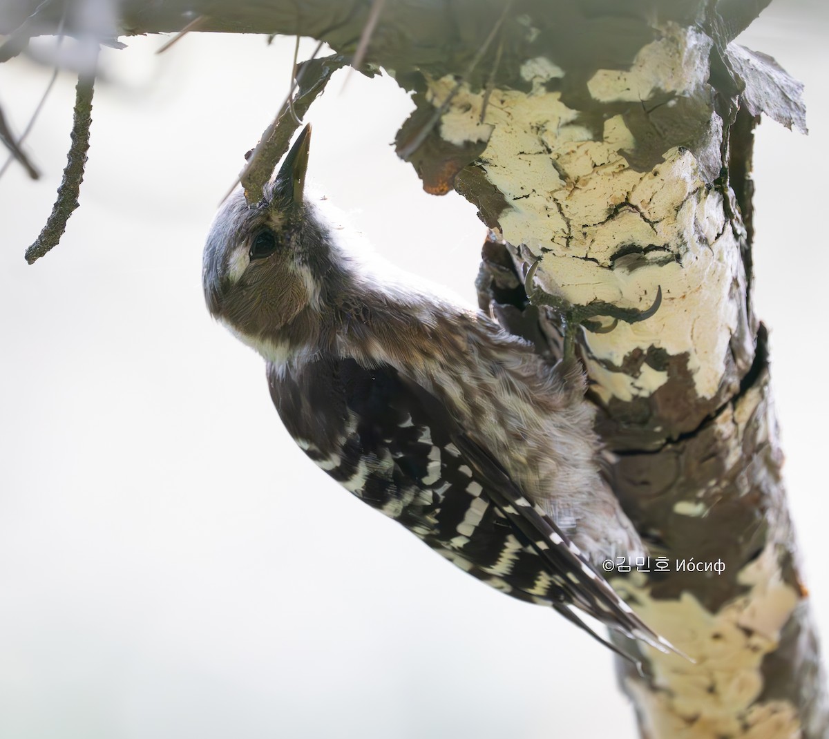 Japanese Pygmy Woodpecker - Min-Ho Kim