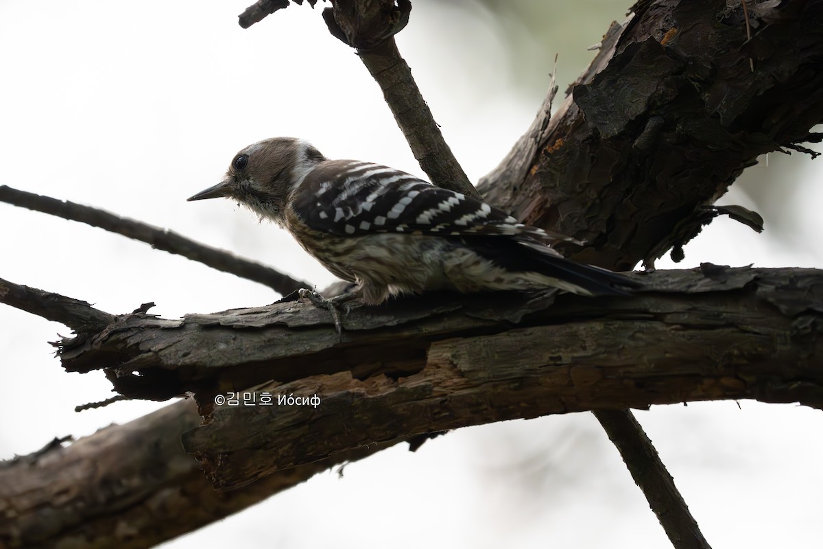 Japanese Pygmy Woodpecker - Min-Ho Kim