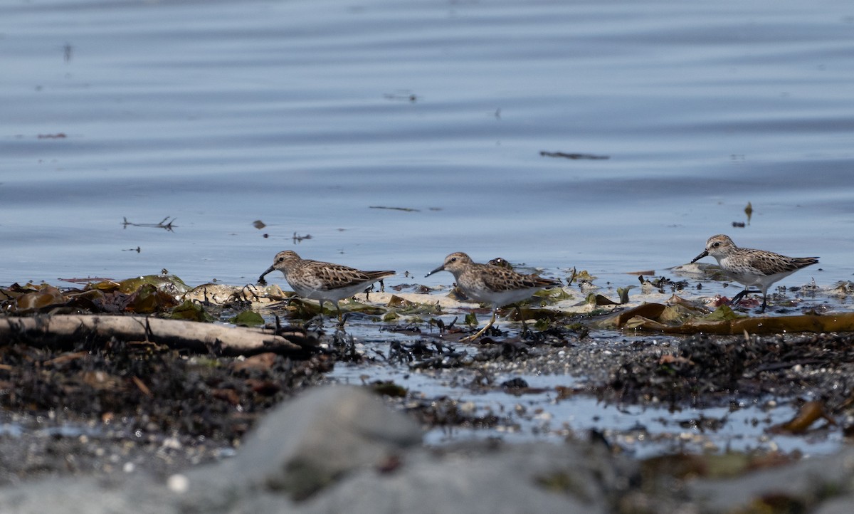 Least Sandpiper - Christine Pelletier et (Claude St-Pierre , photos)