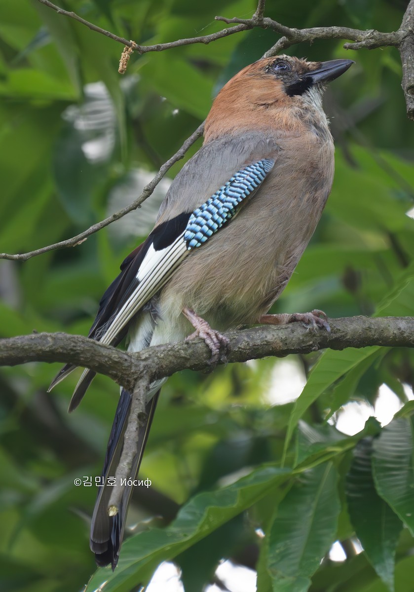 Eurasian Jay - Min-Ho Kim