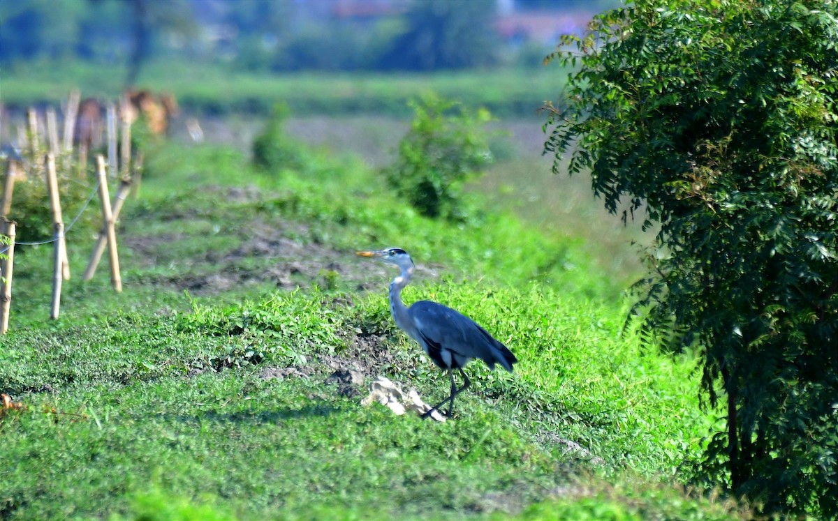 Gray Heron - Mitali Deb