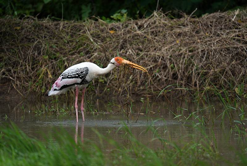 Painted Stork - Bushana Kalhara